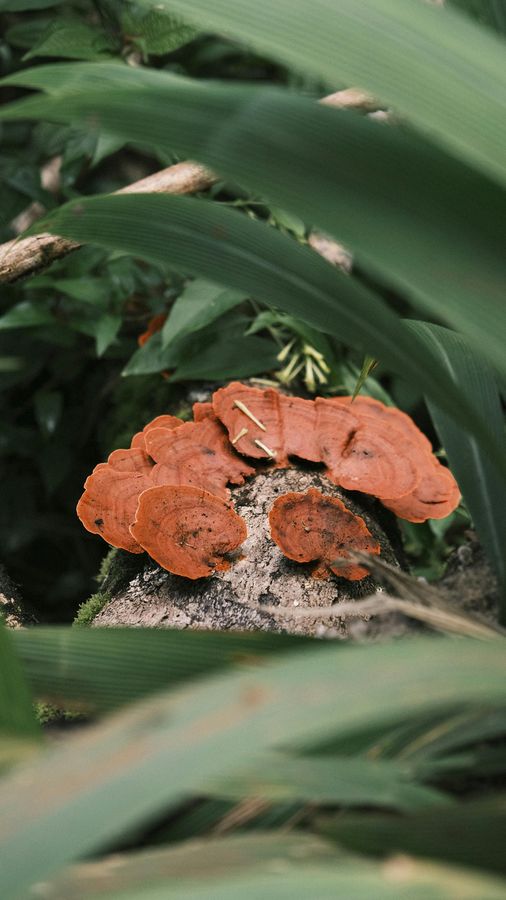 Reishi bracket fungi in forest undergrowth — a heritage botanical